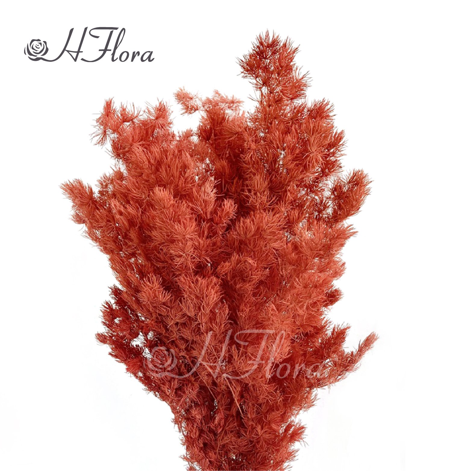Yunnan Hot Sale Preserved Flower Real Touch Flower Preserved Ming Fern Asparagus for Wedding Decoration