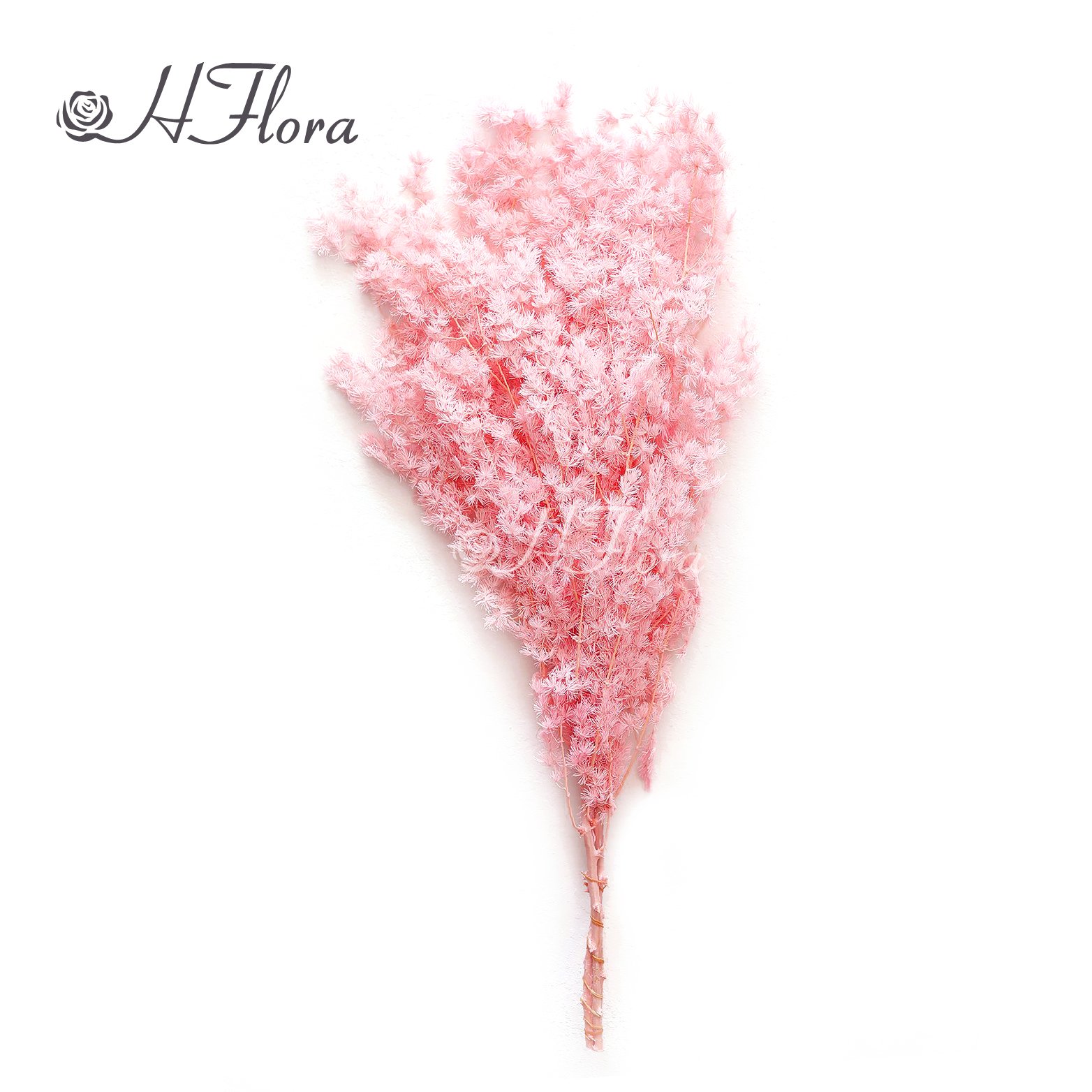 Yunnan Hot Sale Preserved Flower Real Touch Flower Preserved Ming Fern Asparagus for Wedding Decoration