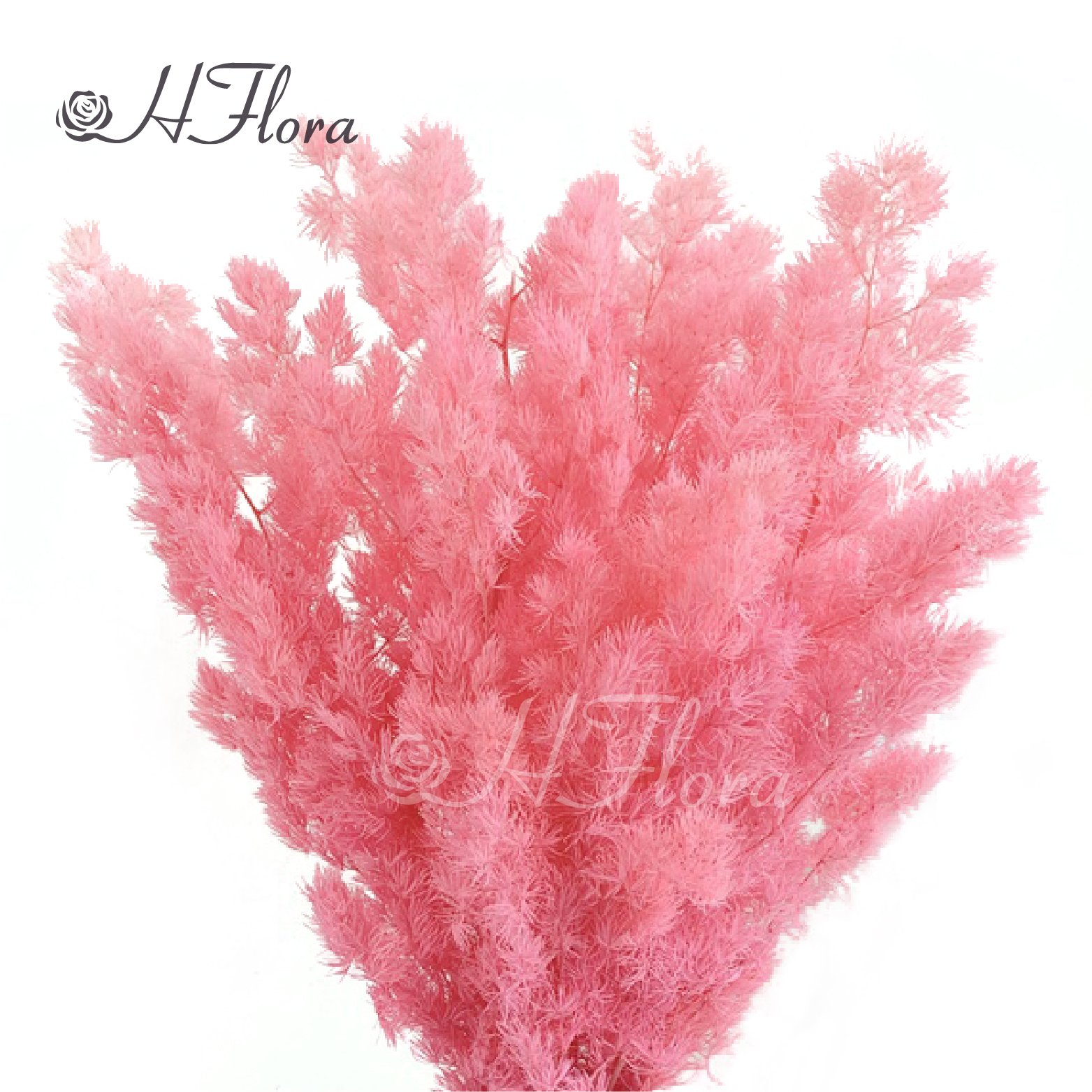 Yunnan Hot Sale Preserved Flower Real Touch Flower Preserved Ming Fern Asparagus for Wedding Decoration