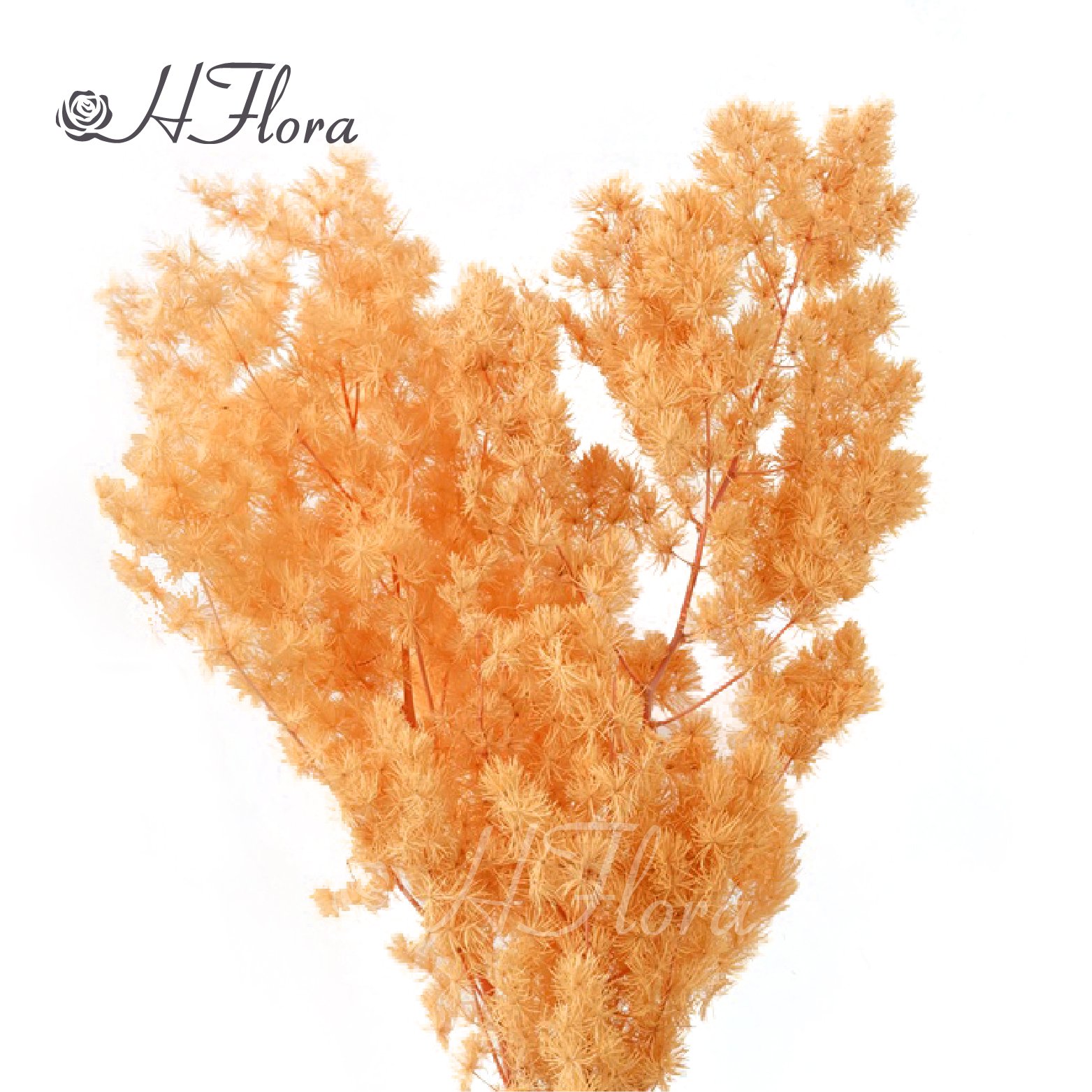Yunnan Hot Sale Preserved Flower Real Touch Flower Preserved Ming Fern Asparagus for Wedding Decoration