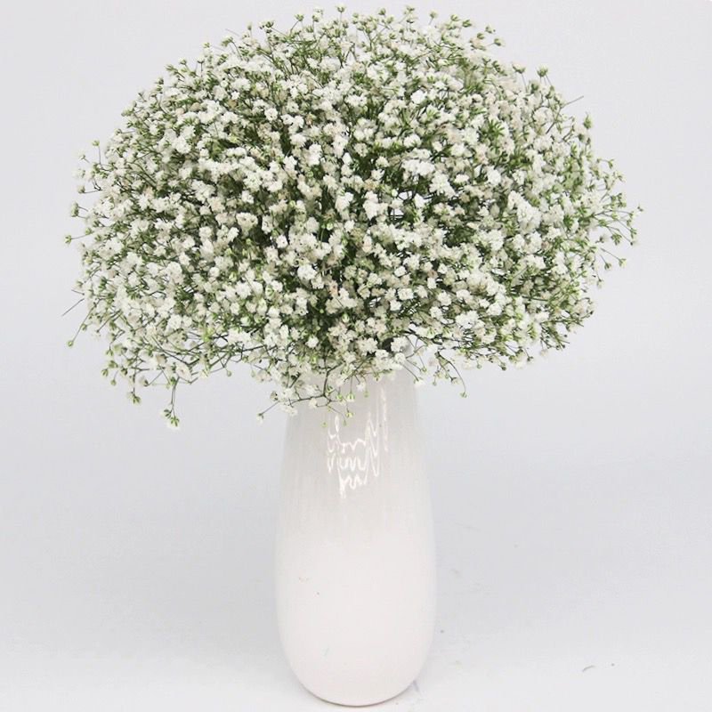 preserved gysopholia immortal flowers dried flowers for home living room decorative flowers