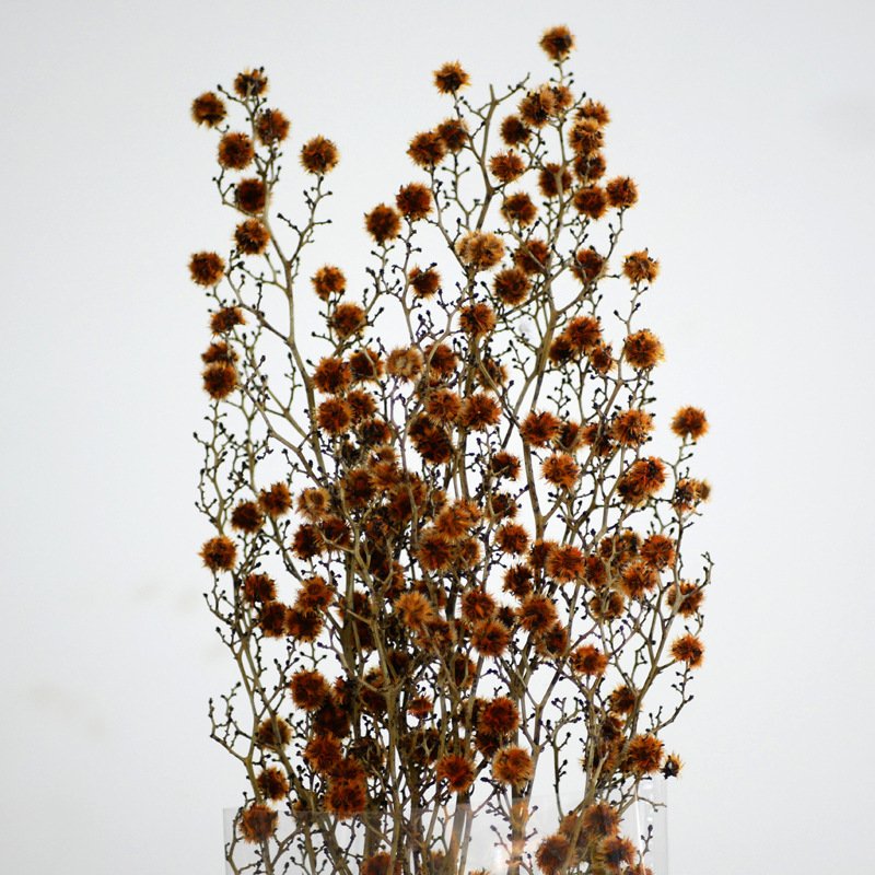 Tiger Eye Snow Plum Fluffy Balls Real Flower Preserved Fresh Flower Home Living Room Decoration Handmade Diy Flower Material