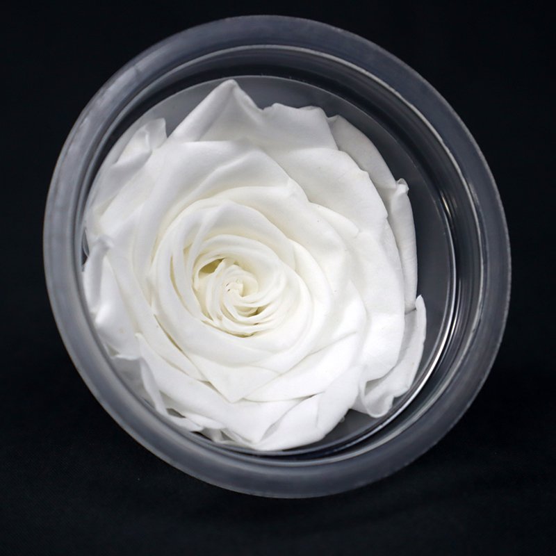Eternal Rose Flowers 6 PCS 5 - 6 cm big Grade AA real natural immortal roses Everlasting Preserved Roses for DIY flower bouquet