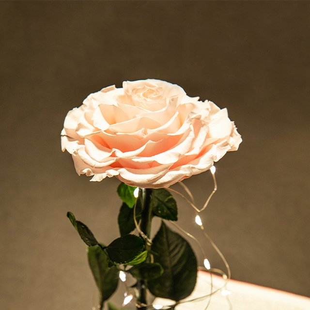 Christmas Gift Set Preserved Flower Box Customized Flower Boxes Preserved Roses In Glass Dome With Led Gift Box Love Gift For Gi