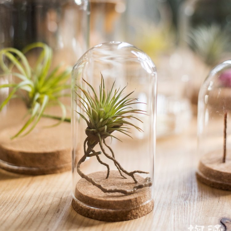 Dome Preserved Flower Rose Wholesale Mini Clear Geodesic Home Decoration Glass Jar Cylinder Folk Art Glass Cloche