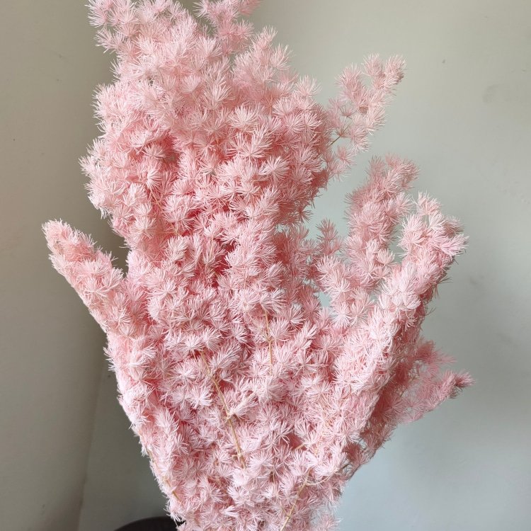 Preserved Ming Fern Flower Bunch 80 Grams for Wedding Household & Office Party Decorations
