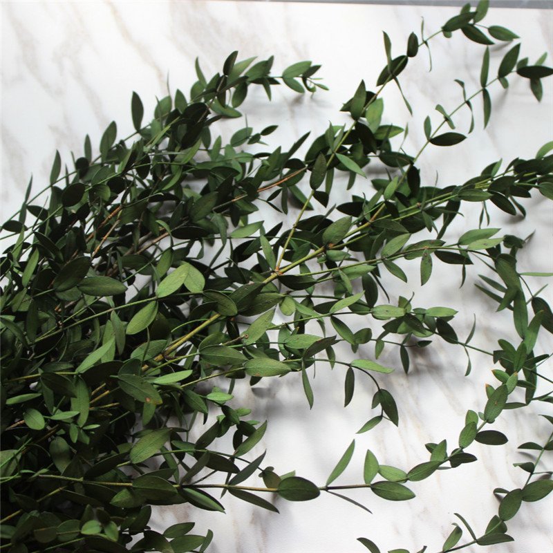 Preserved natural Eucalyptus leaf branches , small oval green leaves, home decor, flower arrangement