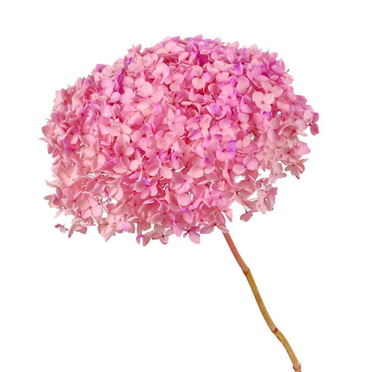 SumFlora Wedding Decorations for Cheap Souvenir Gift Packs Everlasting Flower preserved flower hydrangea
