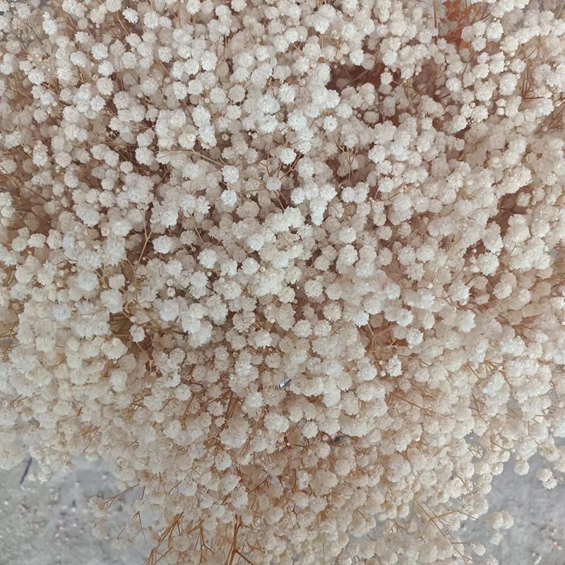Preserved Baby Breath Gypsophila Dried Flowers for Wedding Party or Home Table Decor for Christmas Valentine's Day or Easter