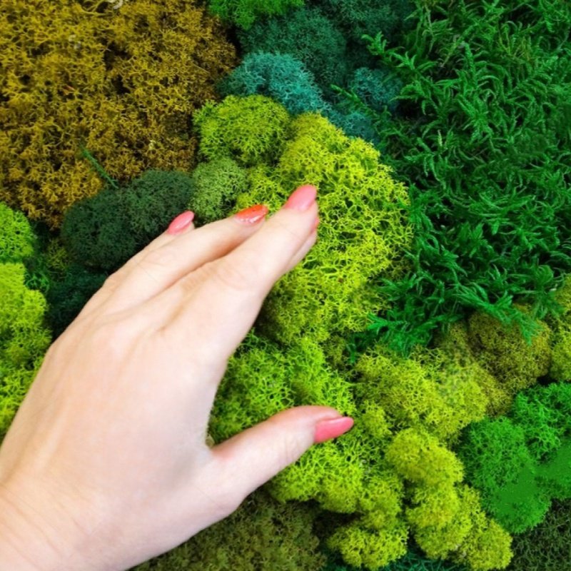 Factory Direct Sales Customized Natural White Hair Moss Wall Panel For Indoor Decoration