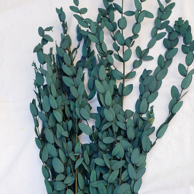 Preserved Thin Leaves Eucalyptus Customized Yunnan Wholesale Hot Sale High Quality Home Decor Preserved Parvifolia Eucalyptus