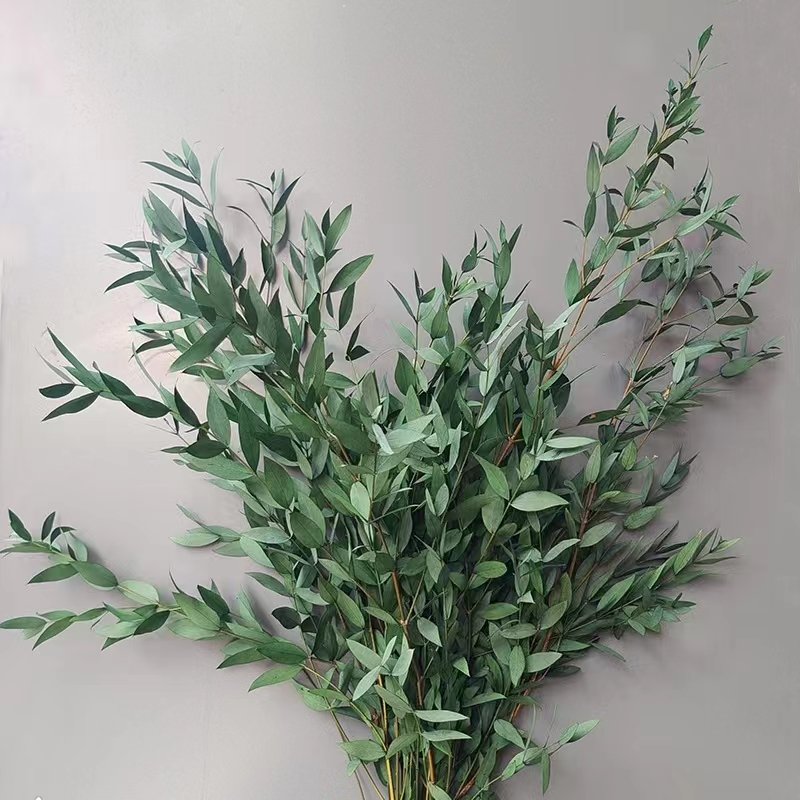 Preserved Thin Leaves Eucalyptus Customized Yunnan Wholesale Hot Sale High Quality Home Decor Preserved Parvifolia Eucalyptus