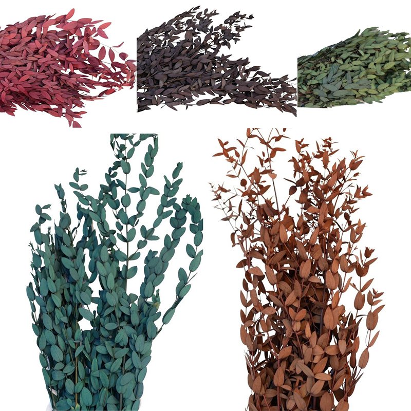 Preserved Thin Leaves Eucalyptus Customized Yunnan Wholesale Hot Sale High Quality Home Decor Preserved Parvifolia Eucalyptus