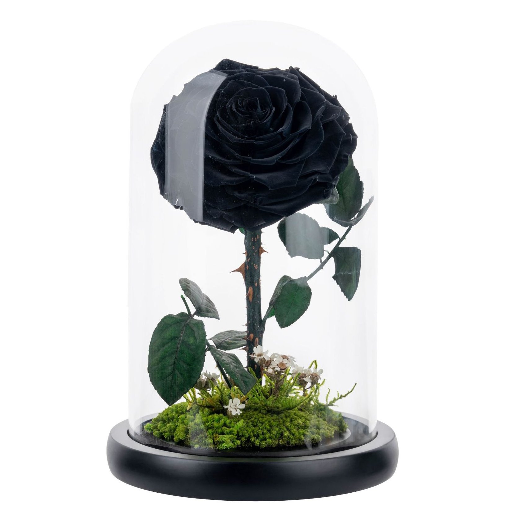 12X20 Eternal Rose Moss Long Stem Red Single Flowers Morthers Day Everlasting Preserved Flower Forever Roses In Glass Dome
