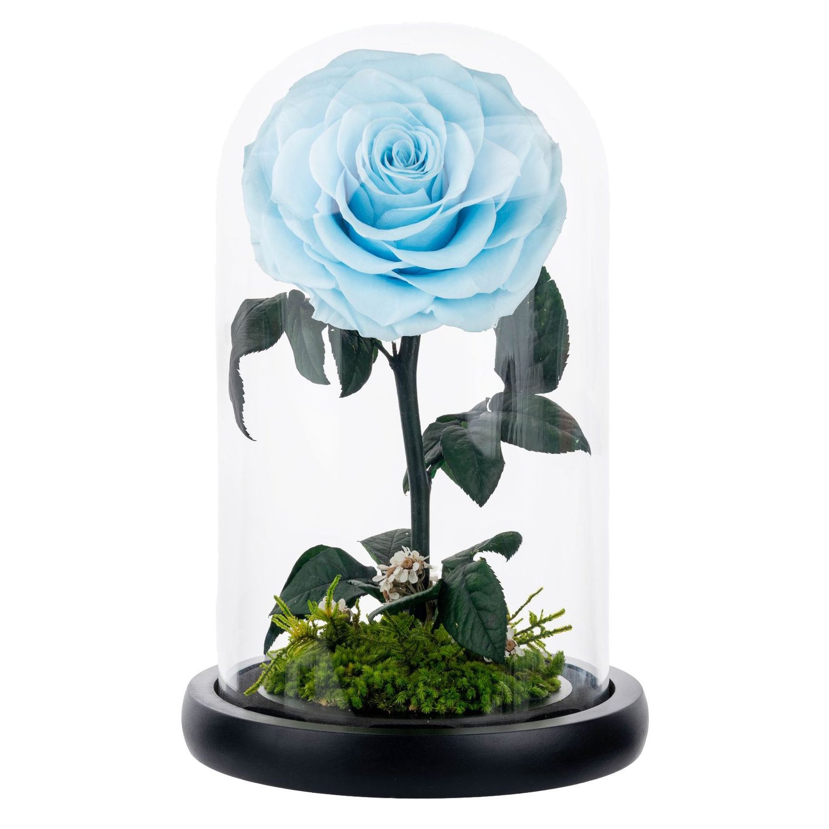 12X20 Eternal Rose Moss Long Stem Red Single Flowers Morthers Day Everlasting Preserved Flower Forever Roses In Glass Dome
