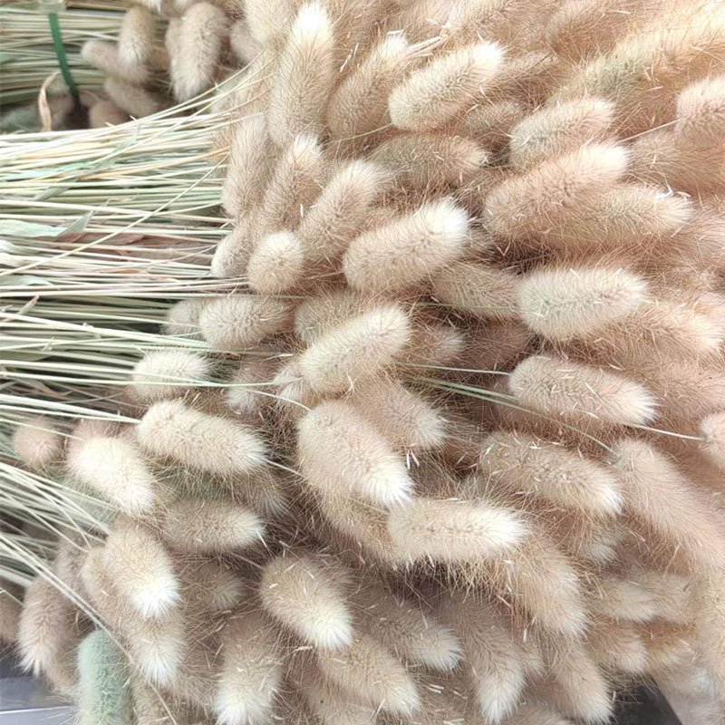 Elegant Wedding Decoration Bouquet Featuring Preserved Dried Lagurus Ovatus Flower Valentine's Day Back School Thanksgiving