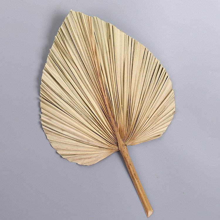 Wholesale Dried Flowers And Palm Leaves Ideal For Home And Wedding Decor Natural High-Quality Tropical Leaf Fans