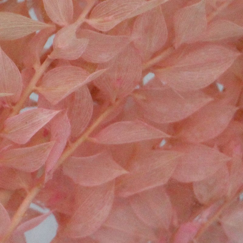 factory wholesale natural dried flowers preserved ruscus