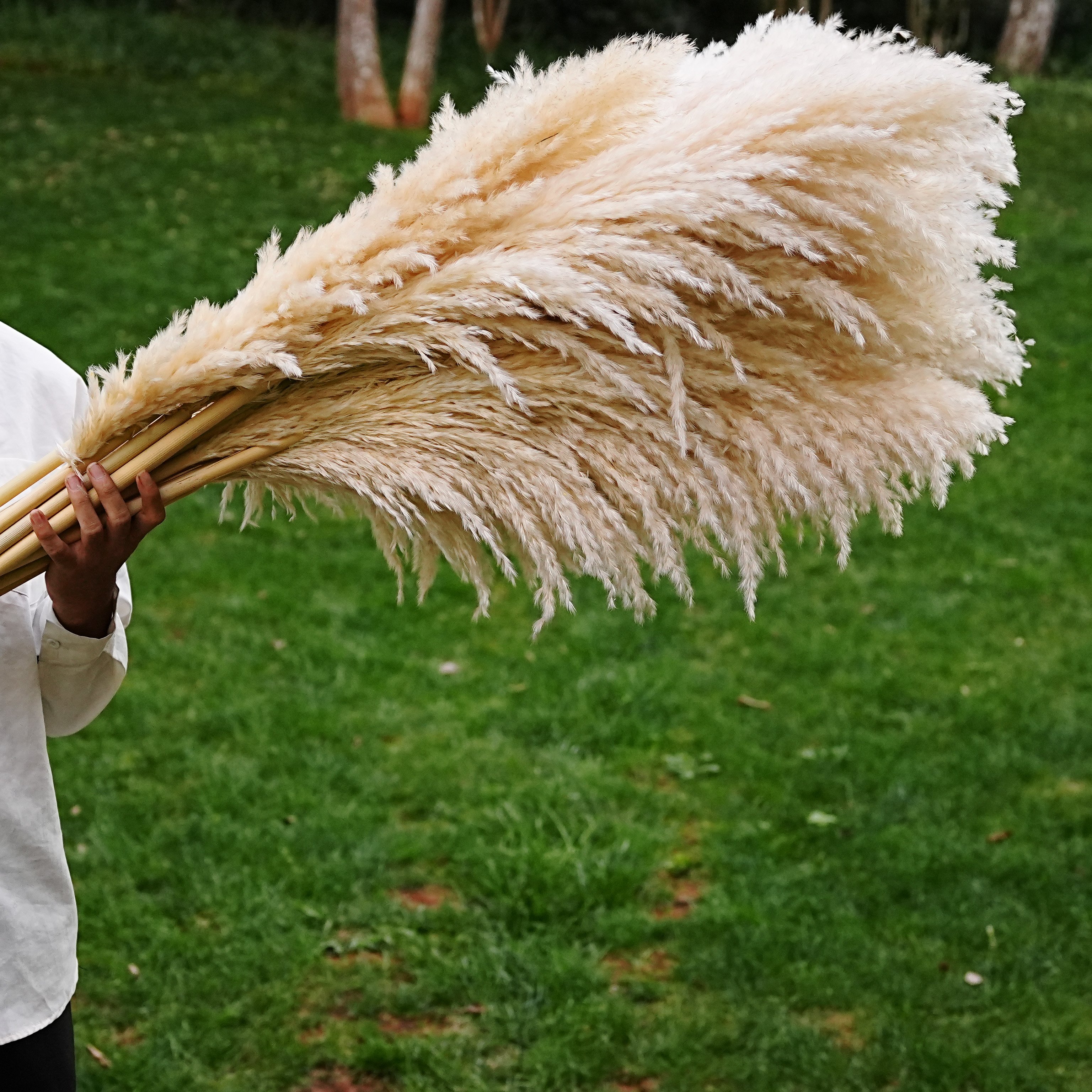 Free Samples Natural Dried Flowers Huge Pampas Reeds Bohemian Pampas Dried Flowers Wedding Decoration Dried Flower Pampas