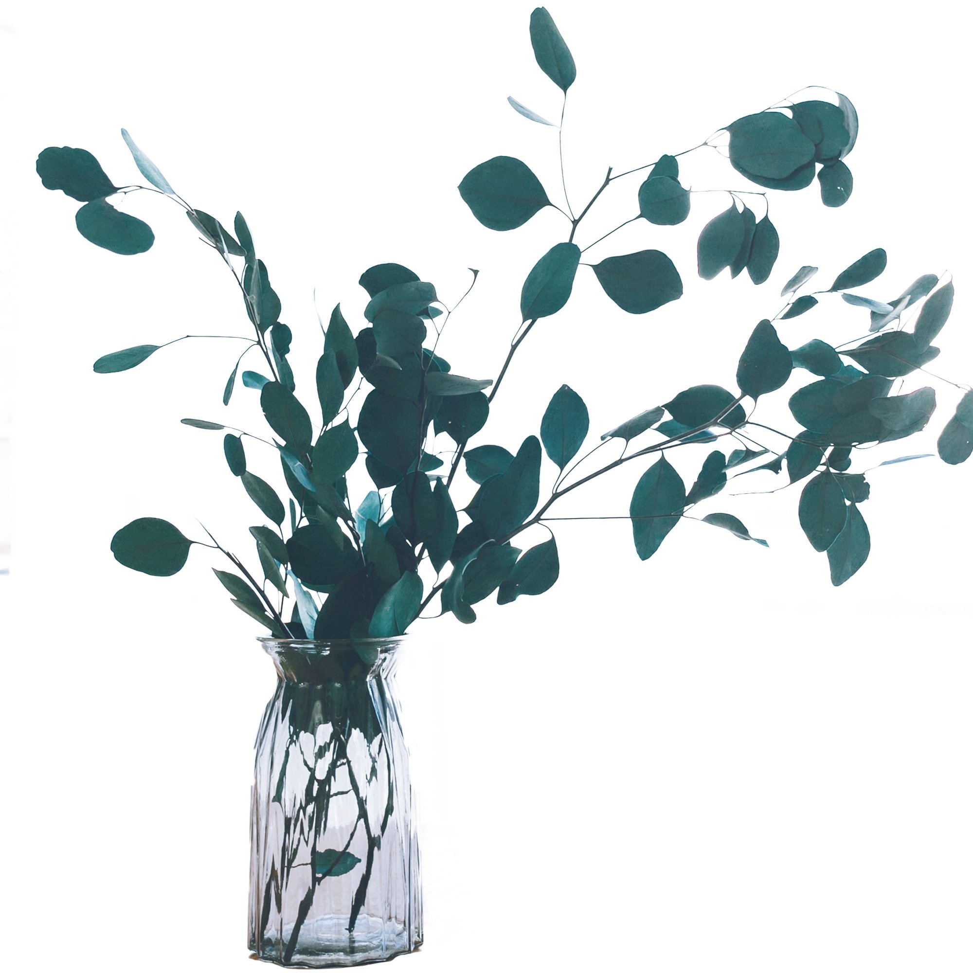 SumFlora Nordic style natural flowers preserved flower eucalyptus round leaf Apple leaf for decoration