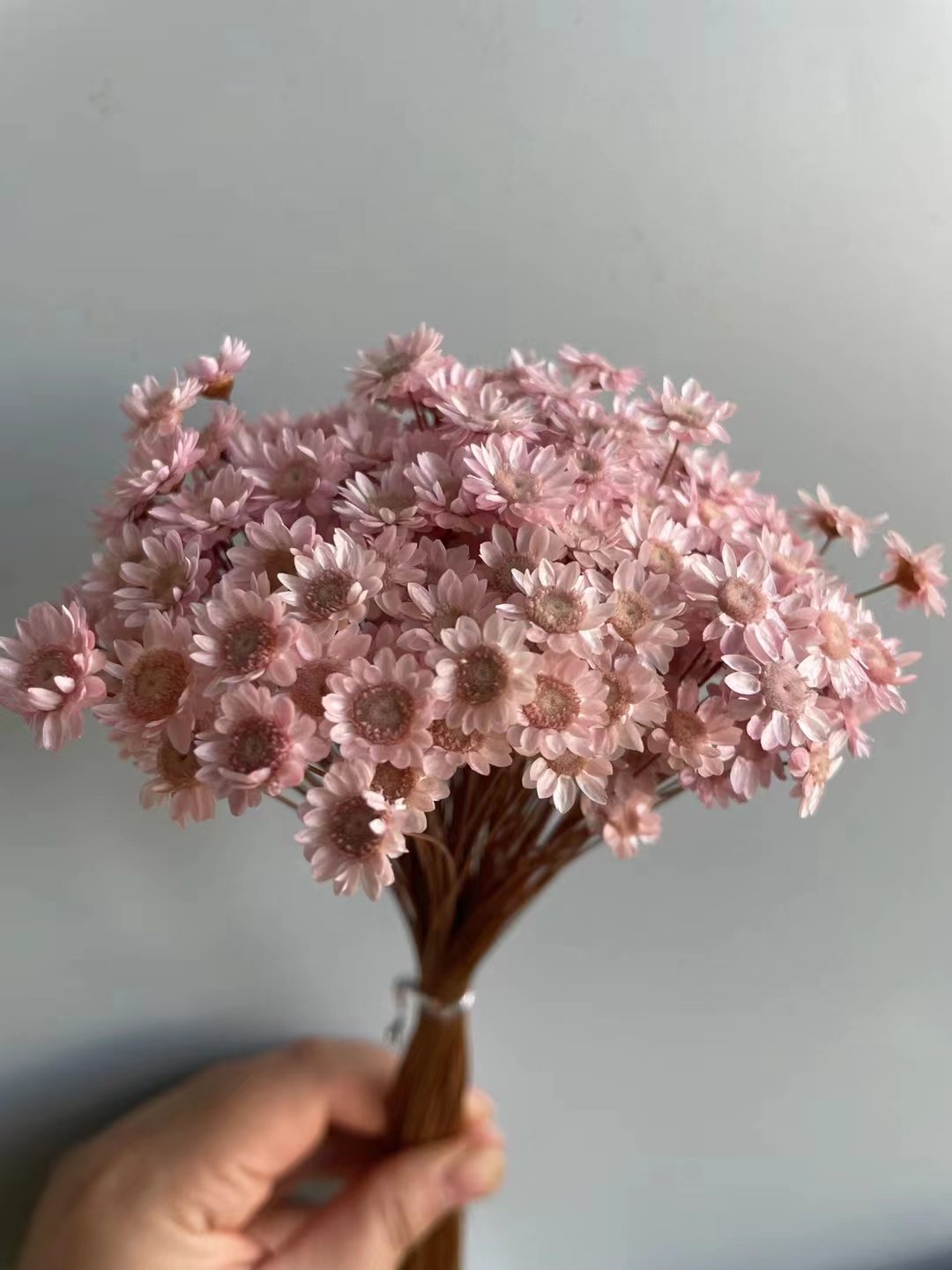 Decorative Dried flowers Mini Daisy Chamomile Bouquet 50 stems Lotus color Natural Dry Flowers Brazilian Small Star Daisy