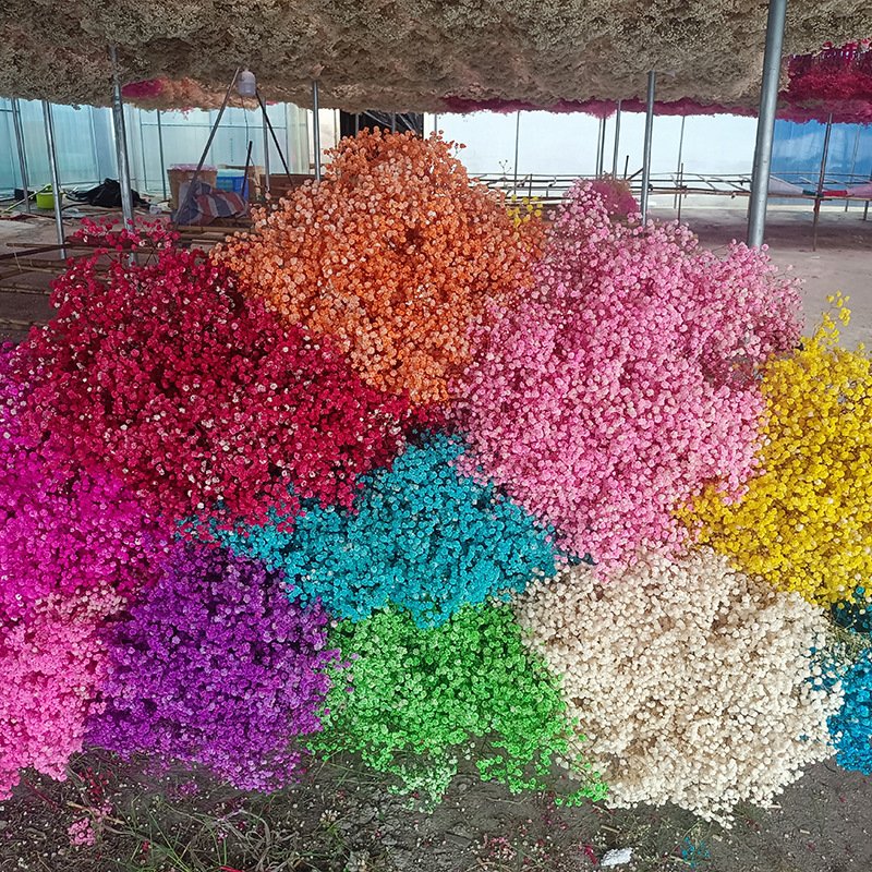 High Quality Low Price Gypsophila Dried Flowers Baby Breath Garland Baby Breathe Flower For Wedding Wall Backdrop