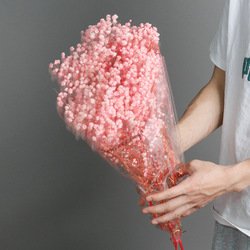 Pink-1