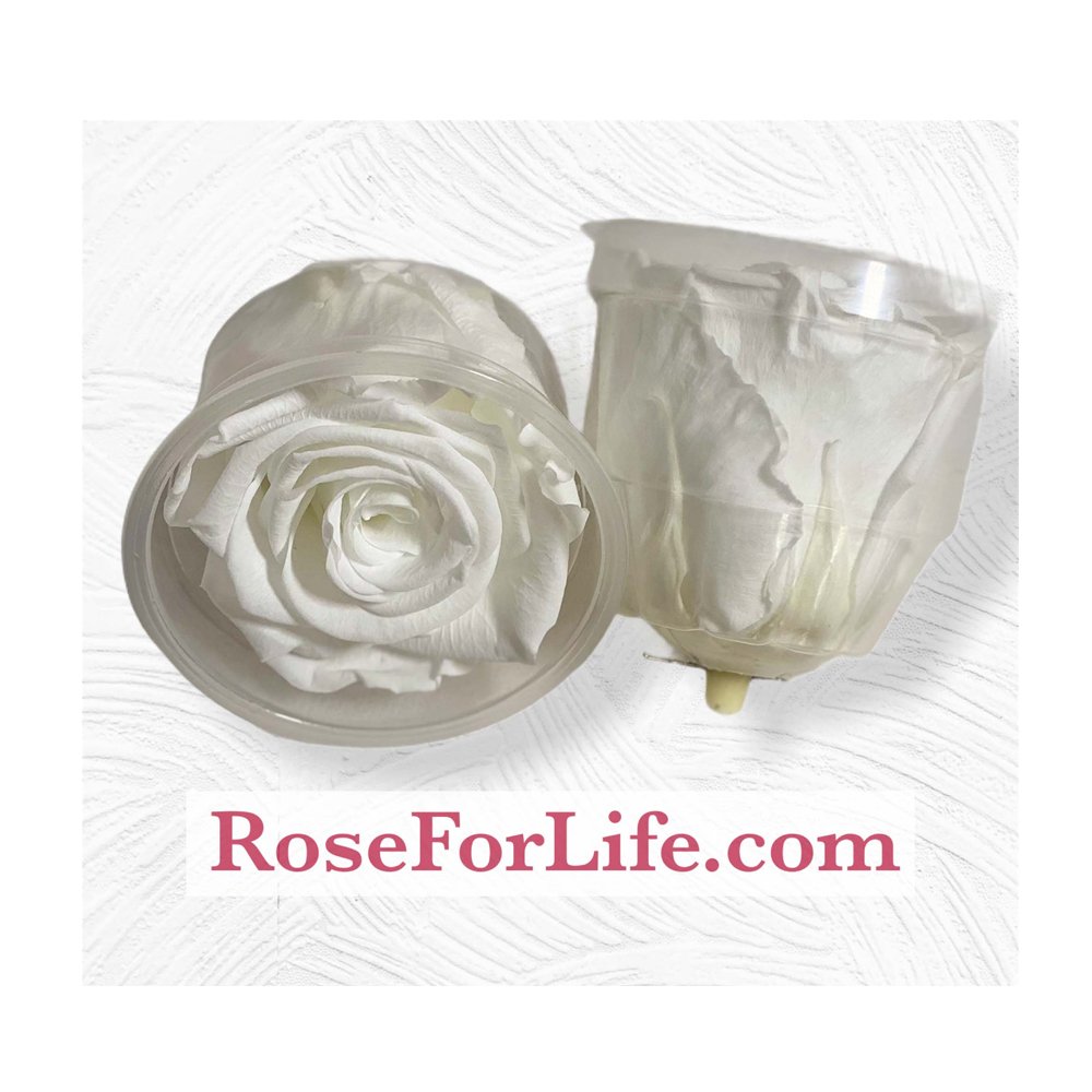 Luxury Stabilized White Roses Beautiful Natural Rose Set For Wedding Decoration
