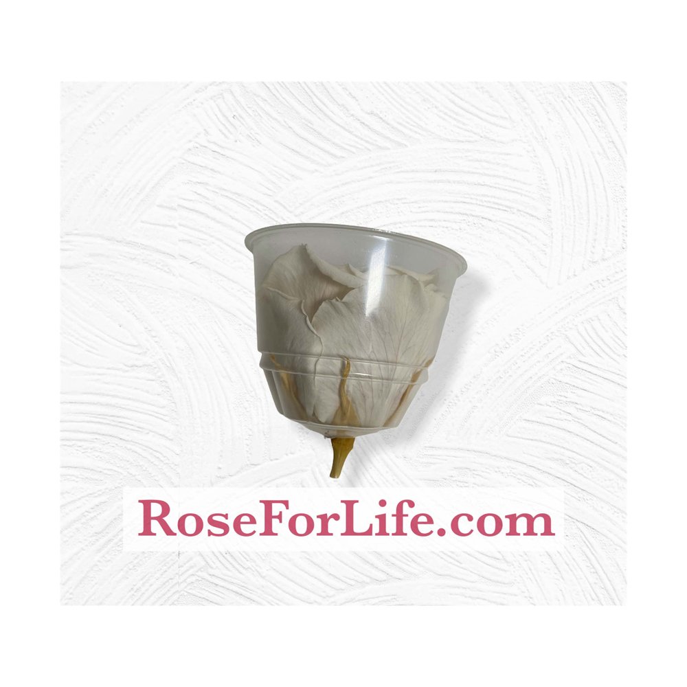 Luxury Stabilized White Roses Beautiful Natural Rose Set For Wedding Decoration