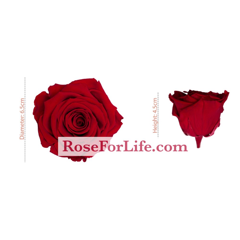 Luxury Stabilized White Roses Beautiful Natural Rose Set For Wedding Decoration