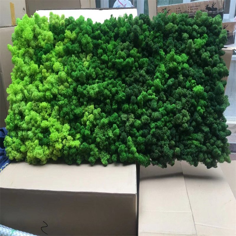 30*30cm Preserved Reindeer Craft Moss Board Natural Green DIY Kit Terrariums Garden Art Wall Preserved Plants Moss