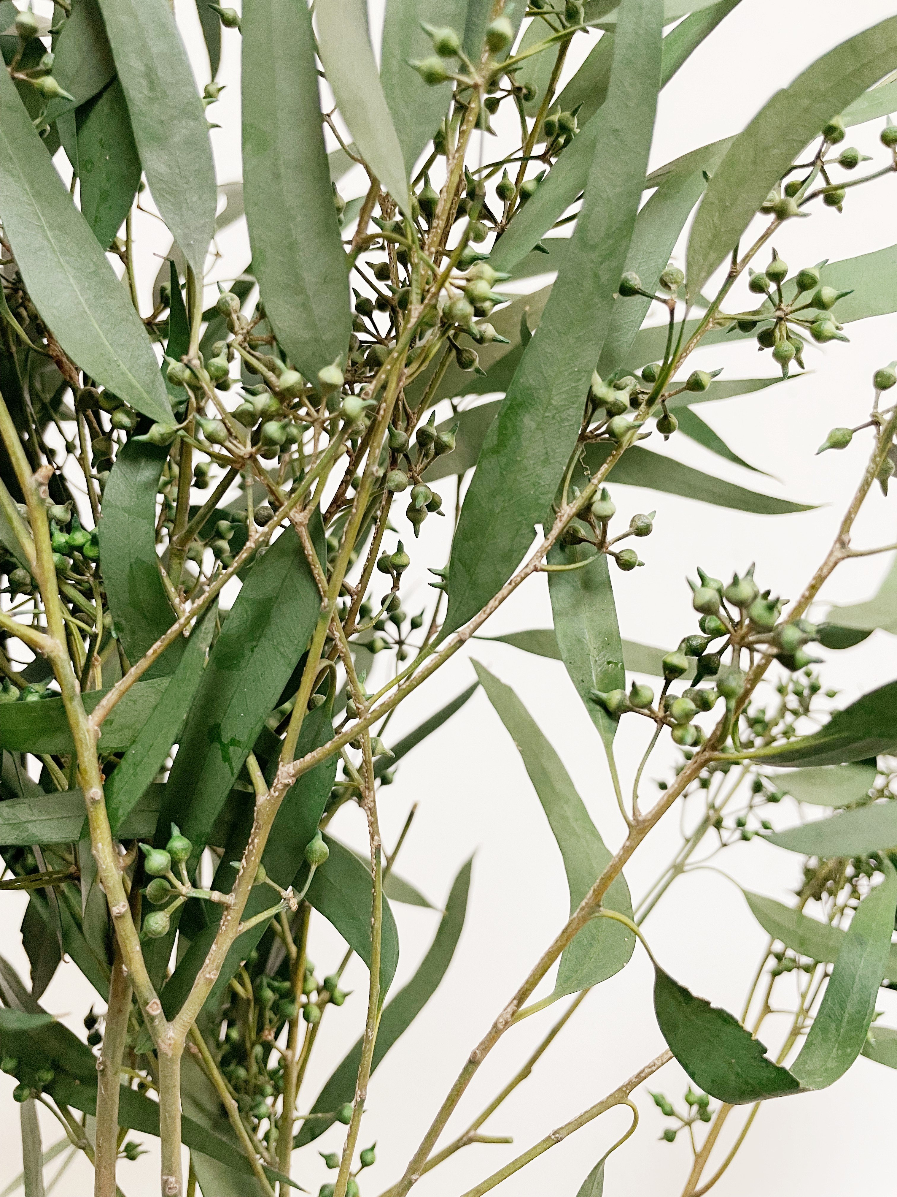 florist supplies dry flower plants real eternal preserved fresh flower eucalyptus preserved for home events wedding decor