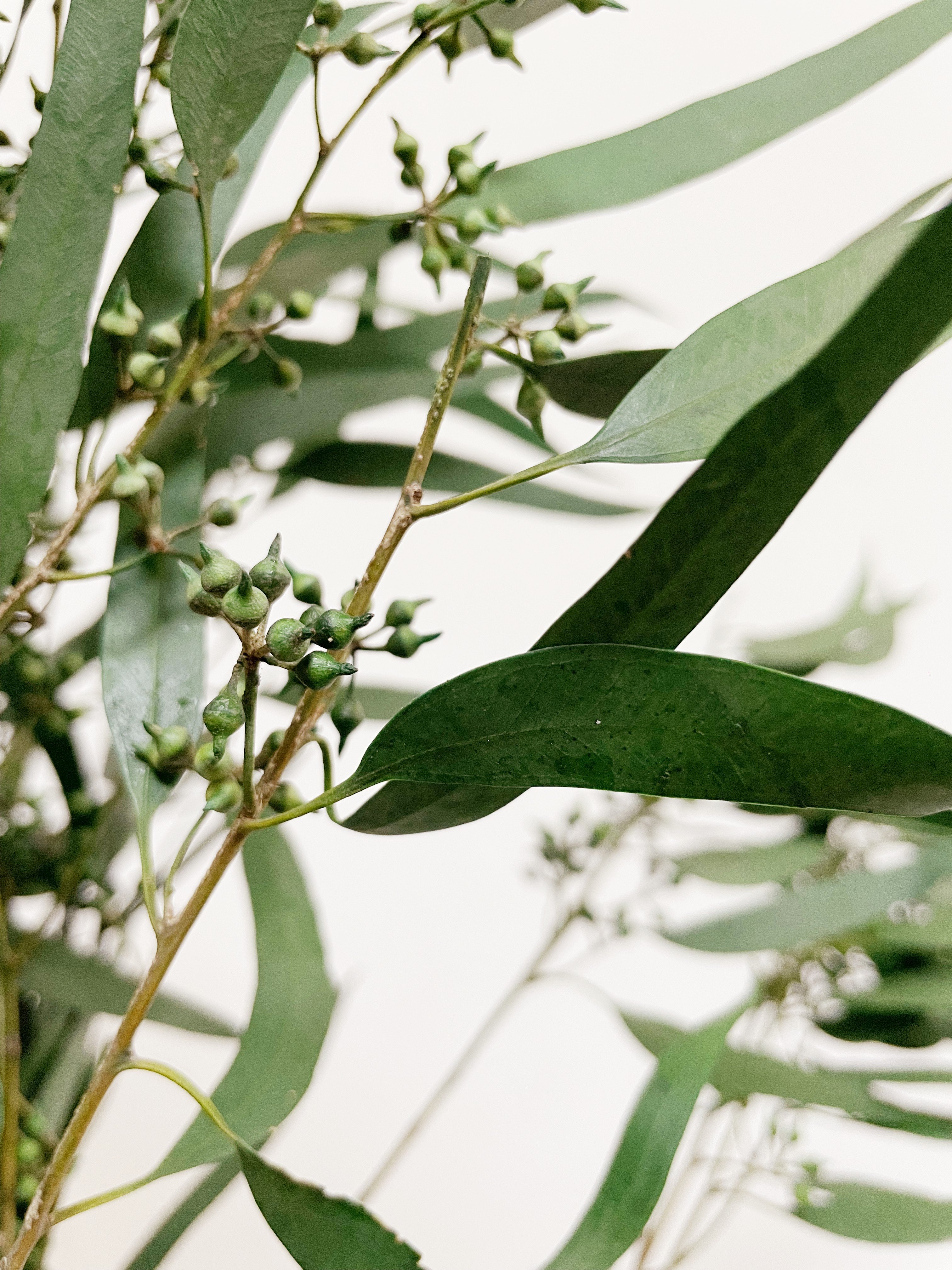 florist supplies dry flower plants real eternal preserved fresh flower eucalyptus preserved for home events wedding decor