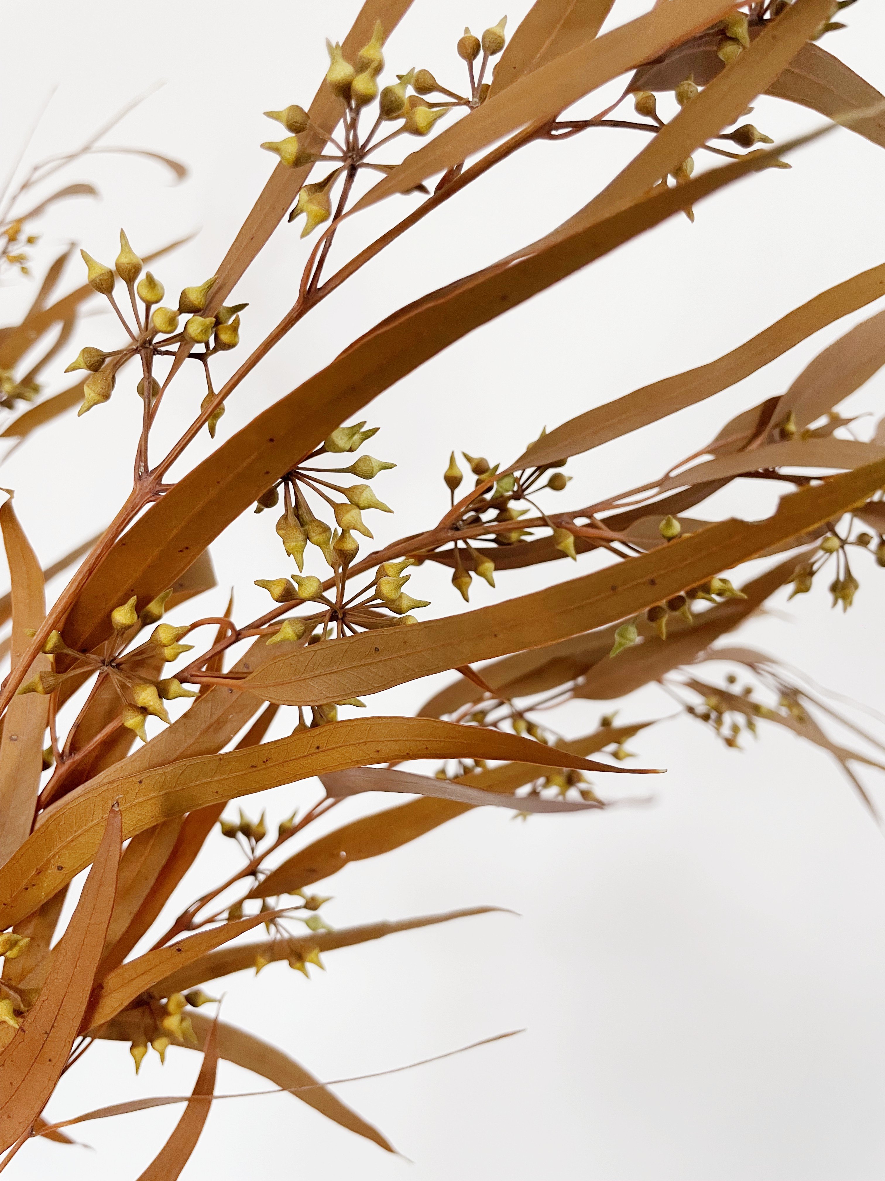 florist supplies dry flower plants real eternal preserved fresh flower eucalyptus preserved for home events wedding decor