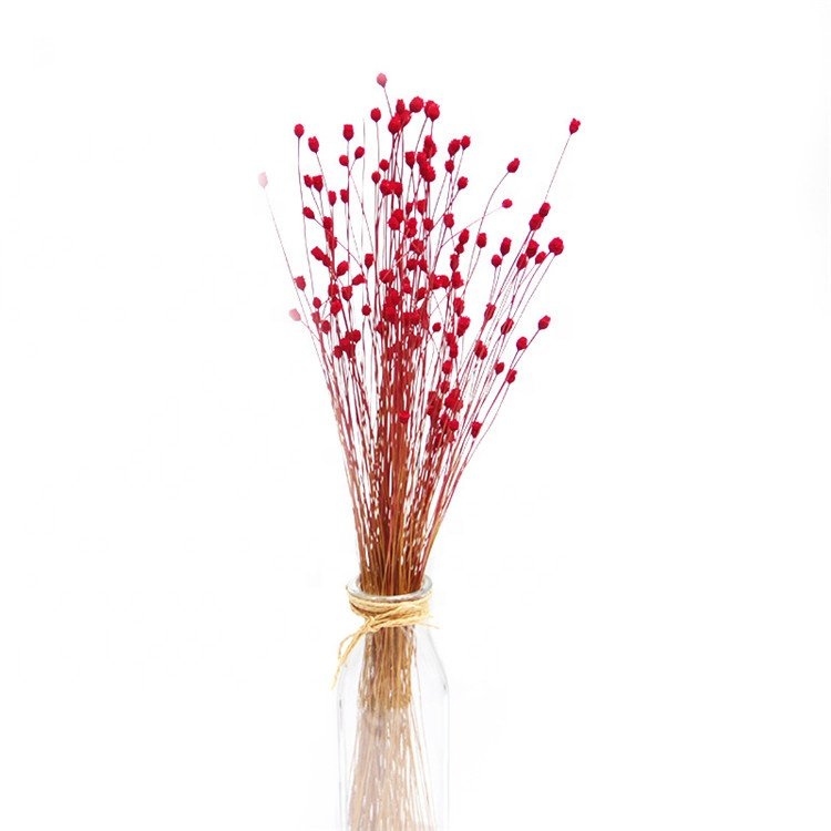 Beautiful Small Natural Dry Flower For Dried Flower Arrangements