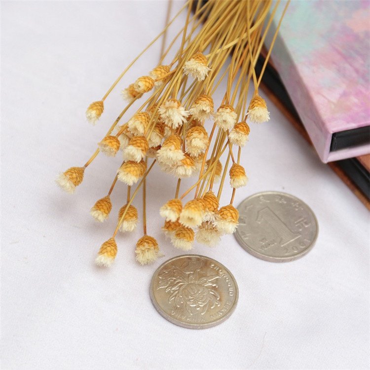 Beautiful Small Natural Dry Flower For Dried Flower Arrangements