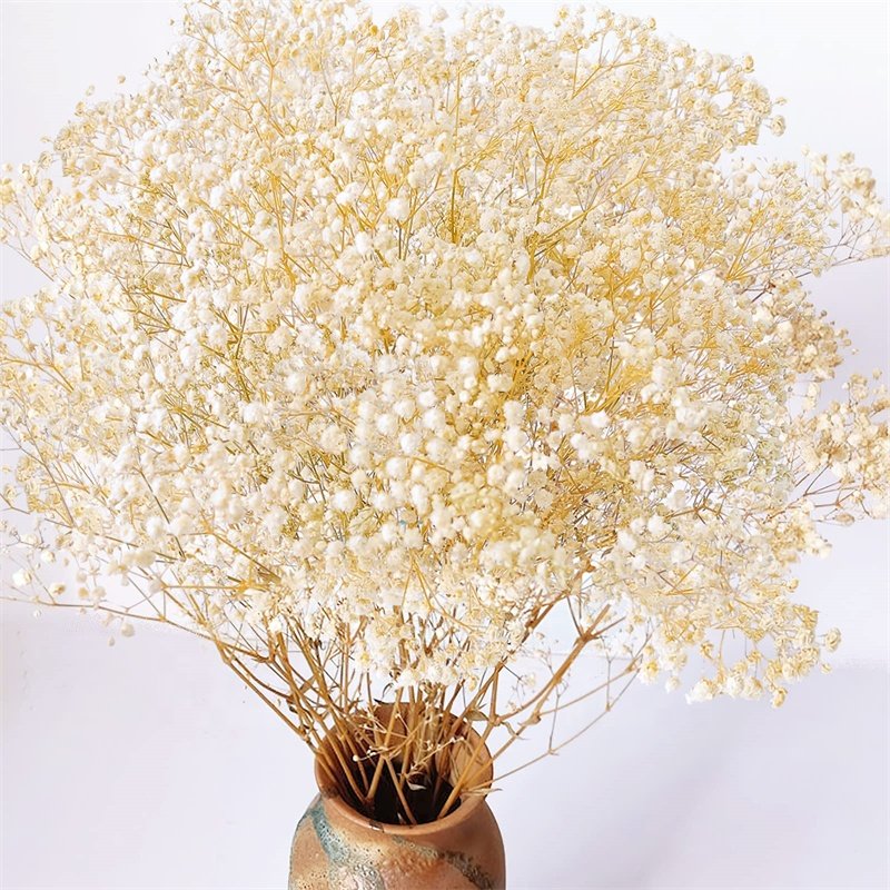 2023 Customized preserved flowers natural preserved gypsophila preserved babys breath for wedding centerpieces Party Decoration