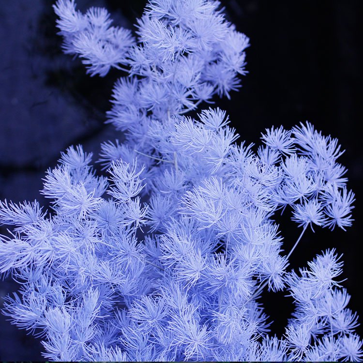 SumFlora High Quality Multi-colors Arrangement flowers preserved flower asparagus myriocladus