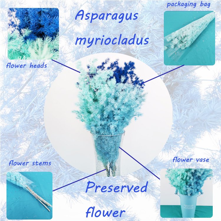 SumFlora High Quality Multi-colors Arrangement flowers preserved flower asparagus myriocladus