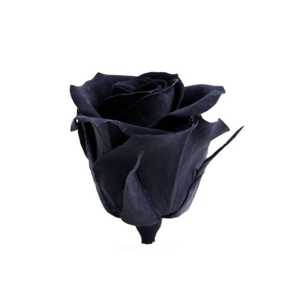 High Grade Luxury Stabilized Black Rose Beautiful Natural Rose From Italy