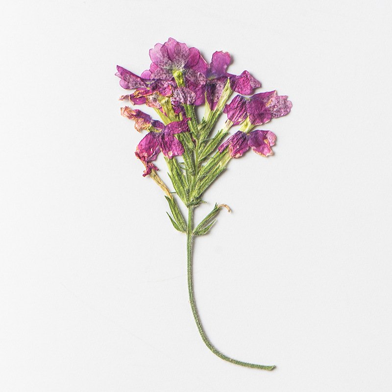 Wholesale Makeup Photo Nail DIY Decoration Real Dry Pressed Flower Natural Bulk Mixed Dried Pressed Flowers
