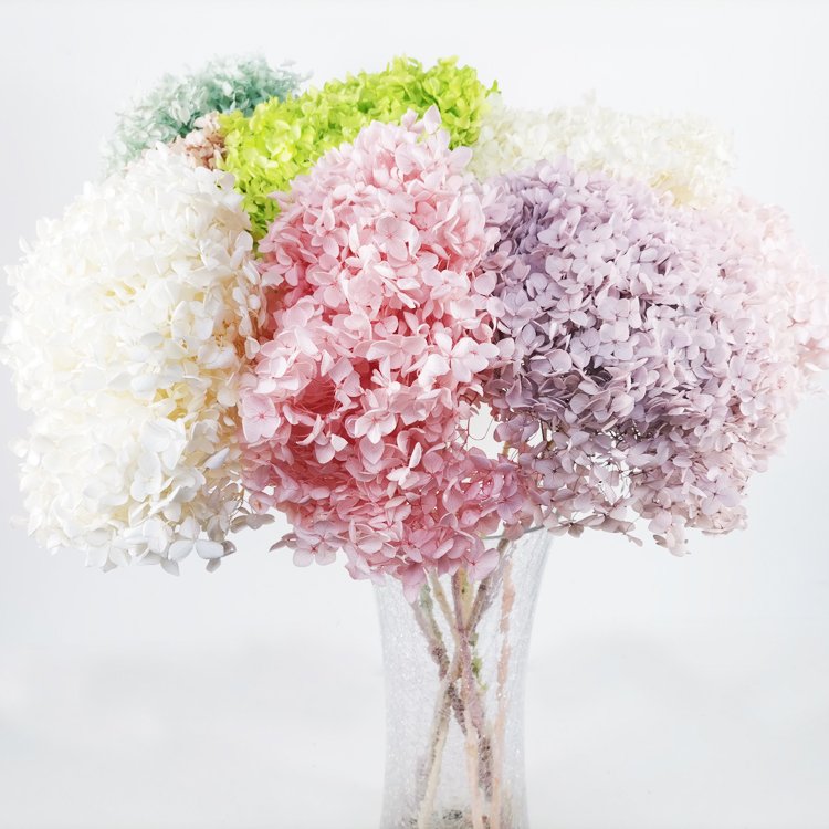 SumFlora Wholesale everlasting flower real touch flowers for wedding preserved flower hydrangea