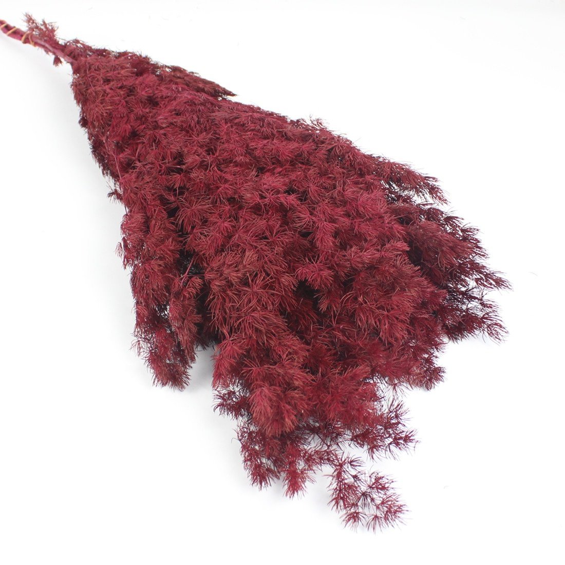 high quality preserved ming fern for flower arrangements