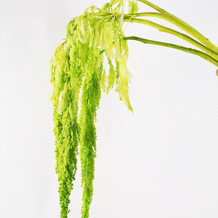SumFlora Kunming Floral Factory Supply Wholesale natural Forever Lasting flower preserved flower hanging amaranthus