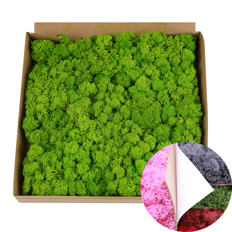 Wholesale Decorative Preserved Flower Plants Real Natural Moss Boxes Preserved Moss for Decoration.