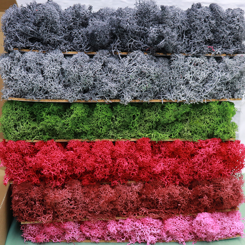 Wholesale Decorative Preserved Flower Plants Real Natural Moss Boxes Preserved Moss for Decoration.
