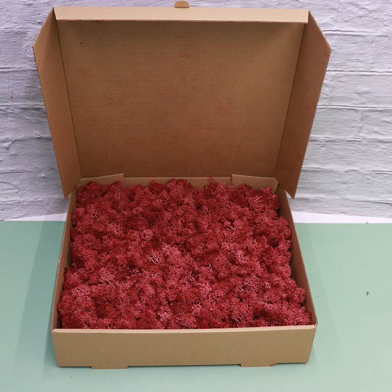 Wholesale Decorative Preserved Flower Plants Real Natural Moss Boxes Preserved Moss for Decoration.