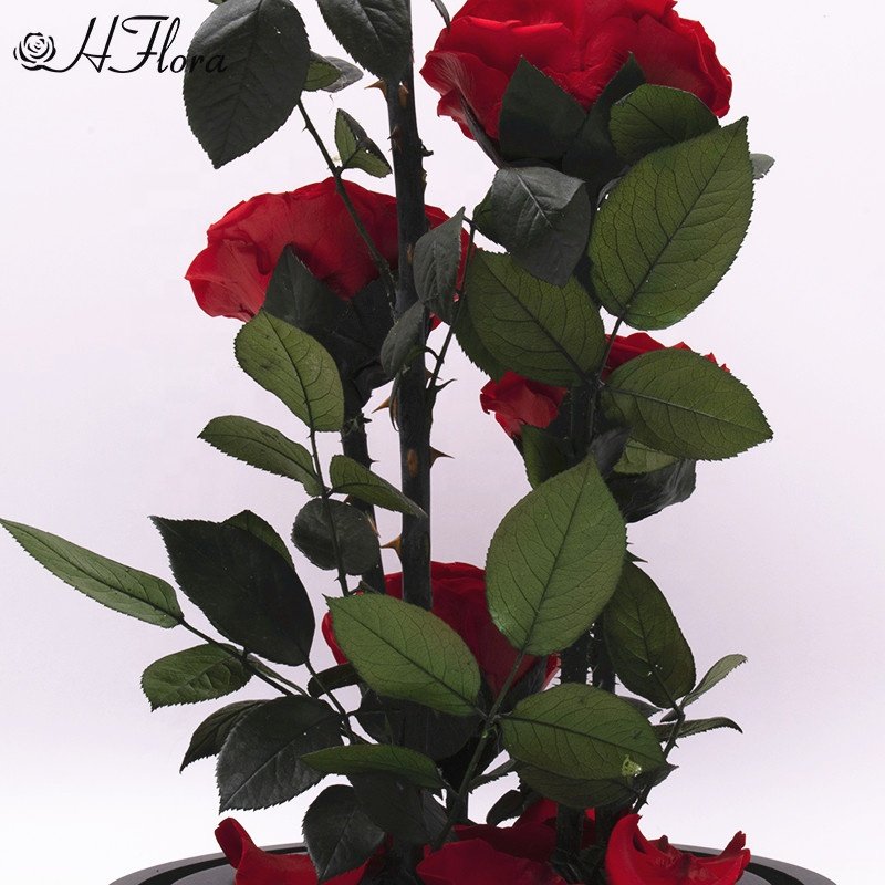Yunnan Flower Planting Base Selling Preserved Roses hot selling products amazon 2021 forever roses in glass dome light for 2022