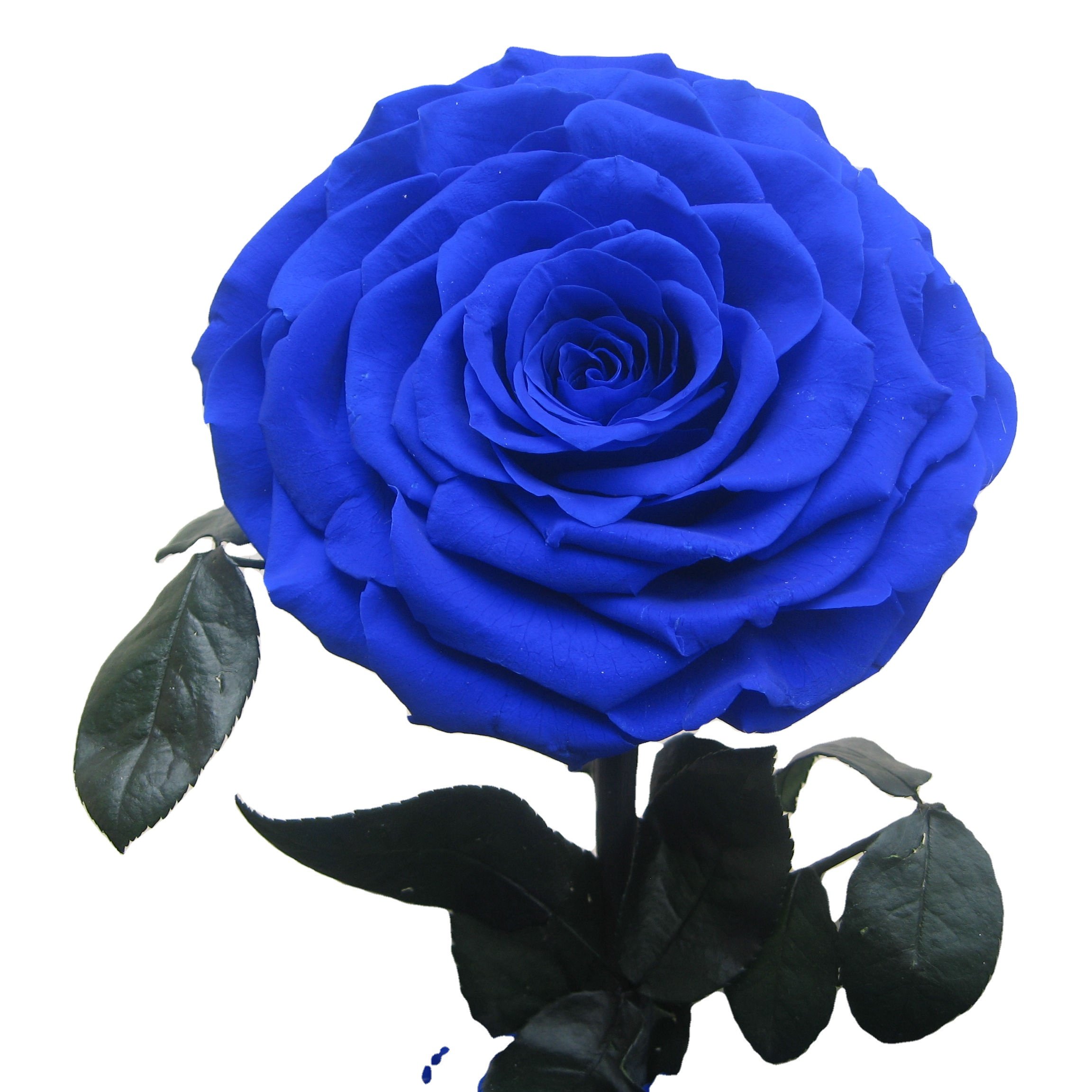Yunnan Flower Planting Base Selling Preserved Roses hot selling products amazon 2021 forever roses in glass dome light for 2022