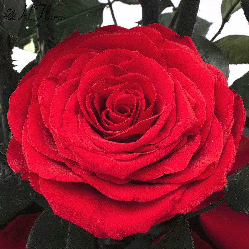Yunnan Flower Planting Base Selling Preserved Roses hot selling products amazon 2021 forever roses in glass dome light for 2022